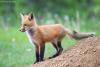 Young Fox by Travis Novitsky